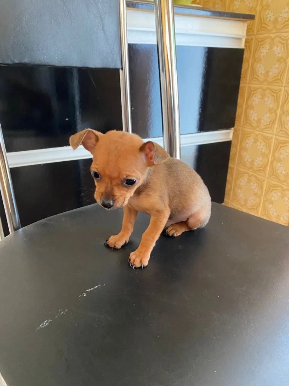 Cachorro Pincher macho zerinho