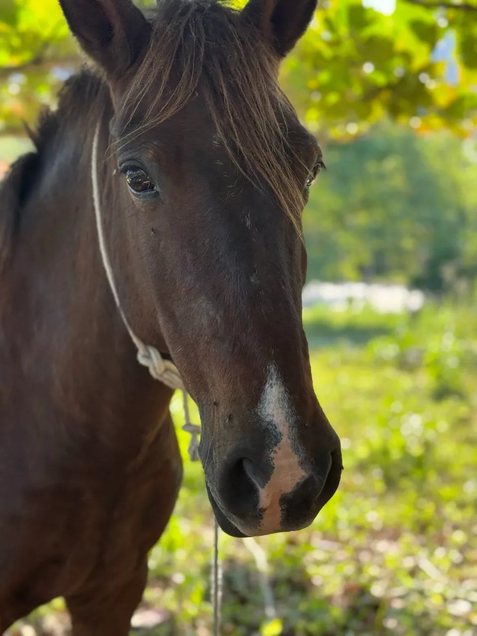 VENDO ou TROCO cavalo macho  - Foto 2