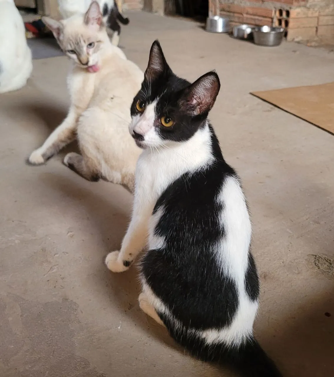 Gatinhos siamês e frajola para doações responsavel