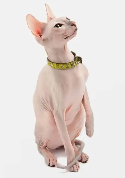 Gato Sphynx