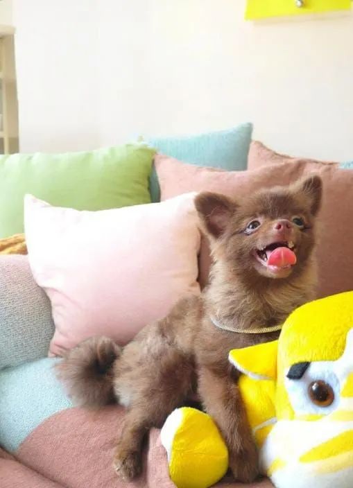 Sptiz Alemão chocolate /Lulu da Pomerânia 