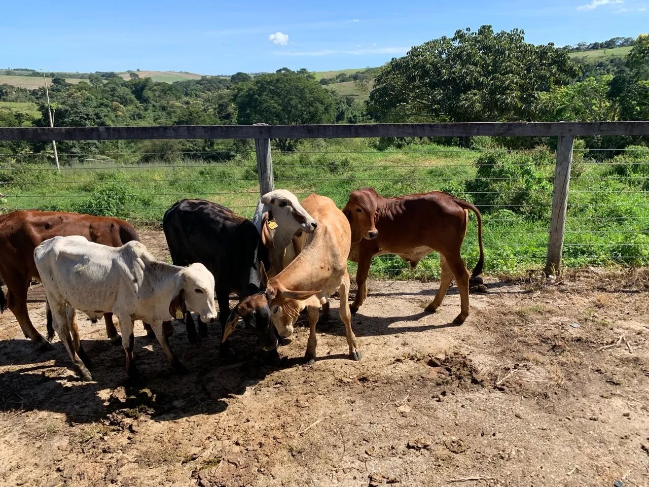 Bezerros e bezerras gir e cruzados para venda - Foto 2