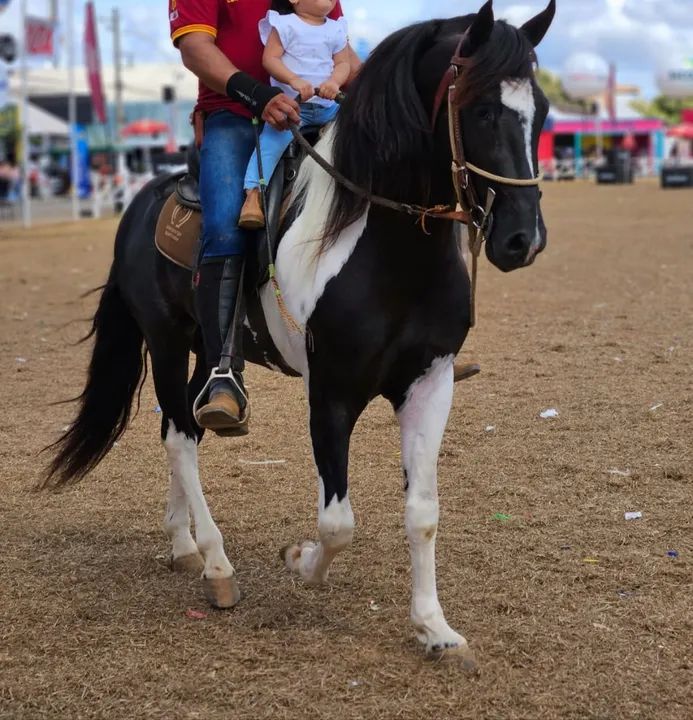 Cavalo Pampa de preto  - Foto 3