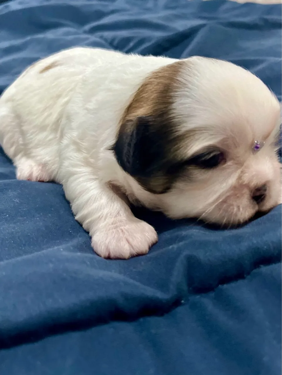 SHIH TZU