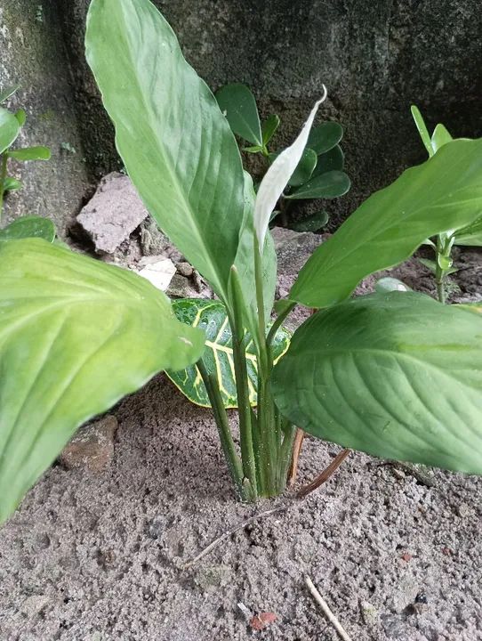 Plantas - mudas - Foto 4