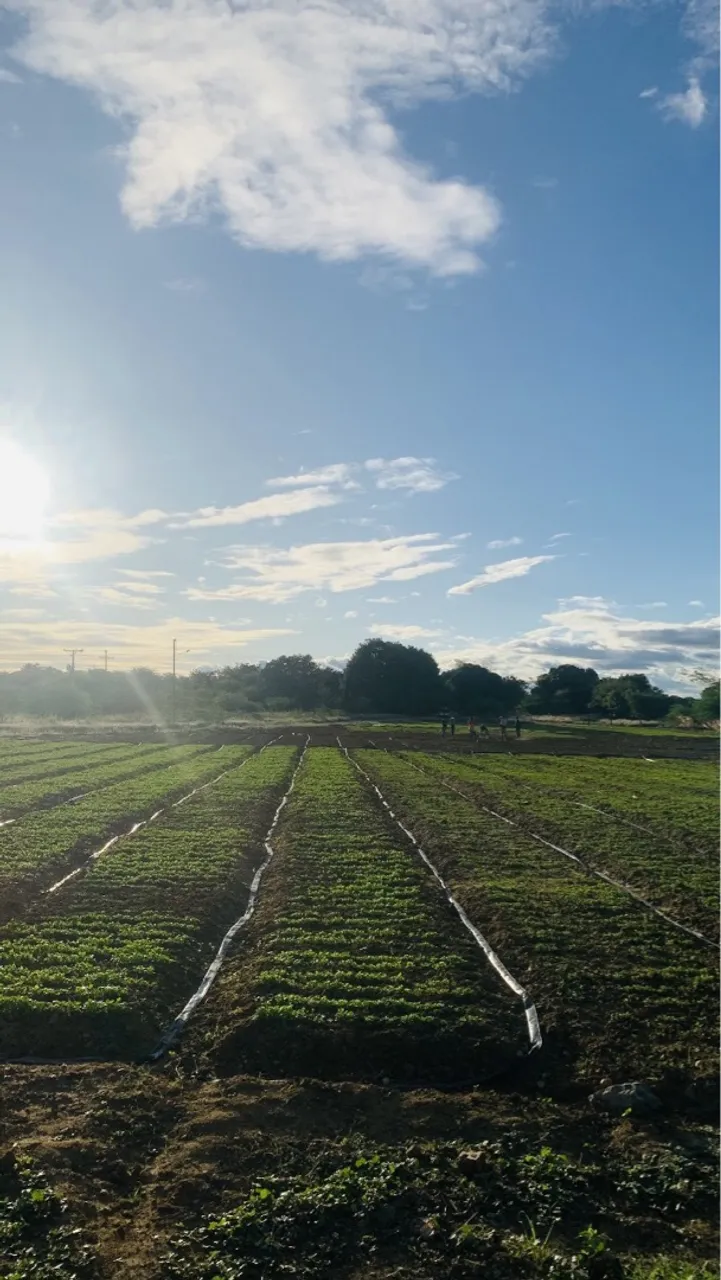 ÁREA À VENDA EM JUAZEIRO/BA - 144.532 m² - FRENTE PARA ESTRADA E MARGEM DE RIO!