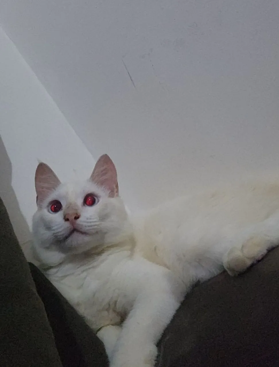 Gatinho macho para adoção