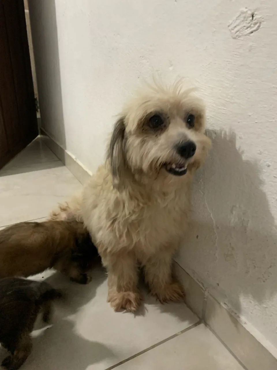 Lhasa com poodle  - Foto 3