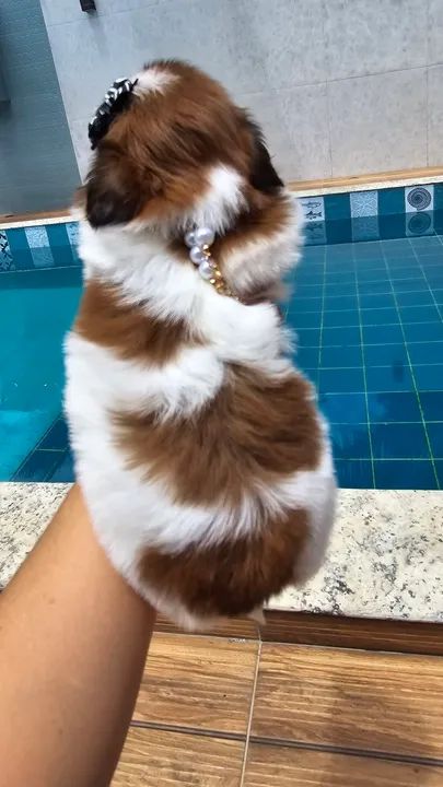 Linda Shih Tzu Filhotes - Foto 2