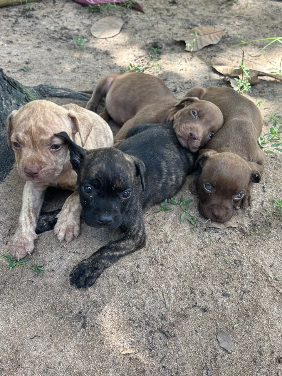 Vendo filhotes de pitbull macho e fêmea