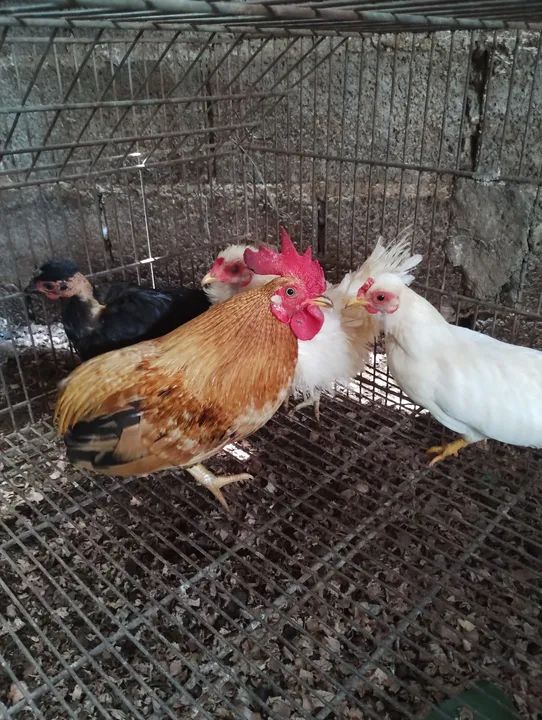 Mini galo suro - Foto 5