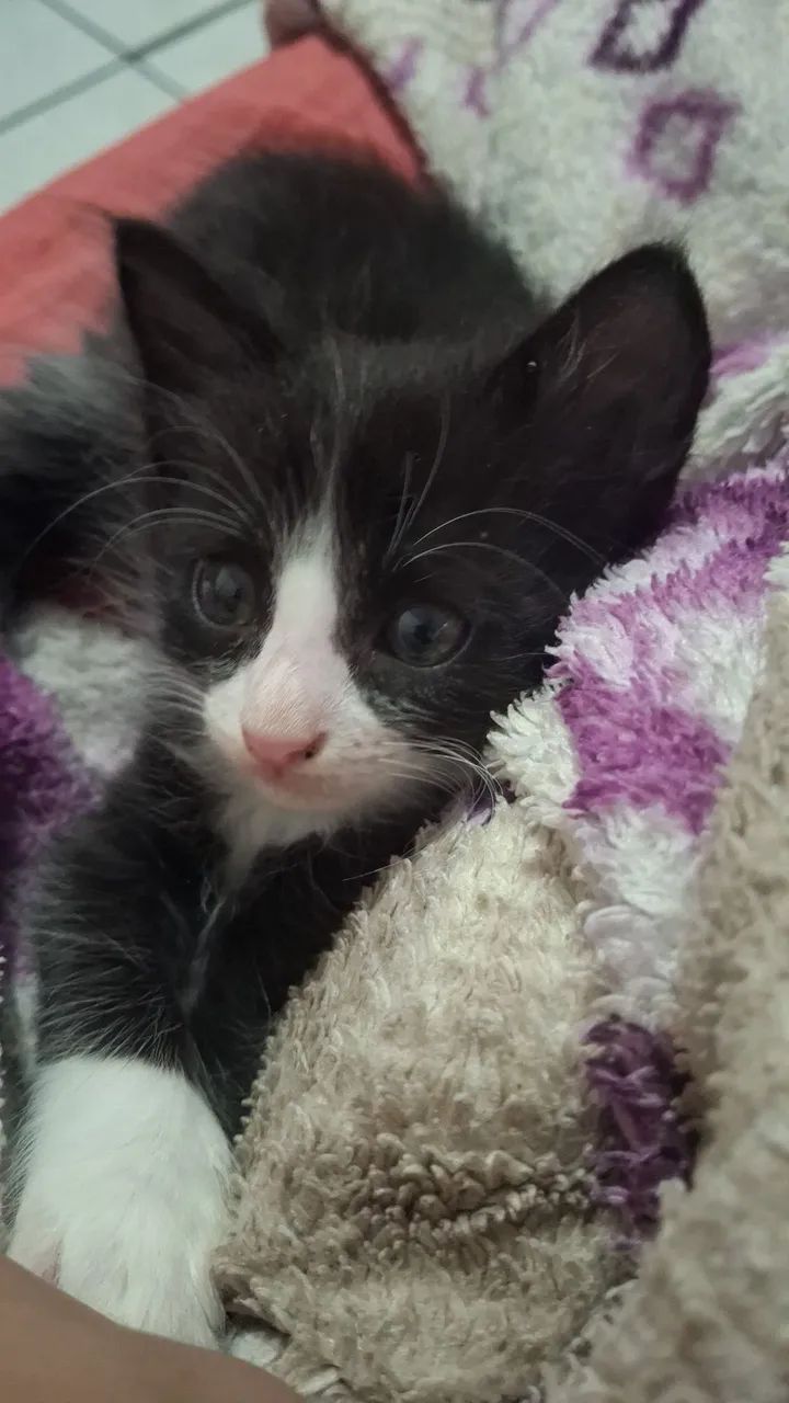 Gatinha filhote para doação 