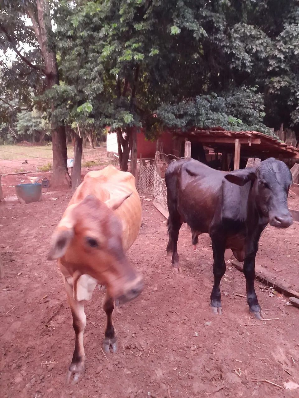Vaca e um garrote p vender 