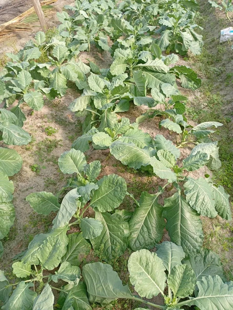 Colve Maço 2 reais  - Foto 5