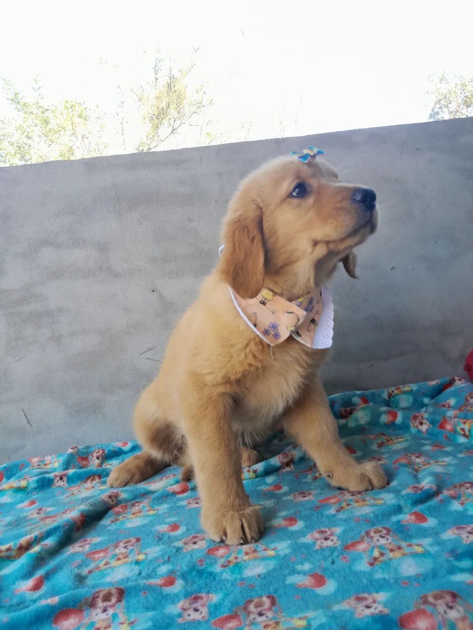  Golden Retriever Fêmea pronta para brincar  - Foto 2