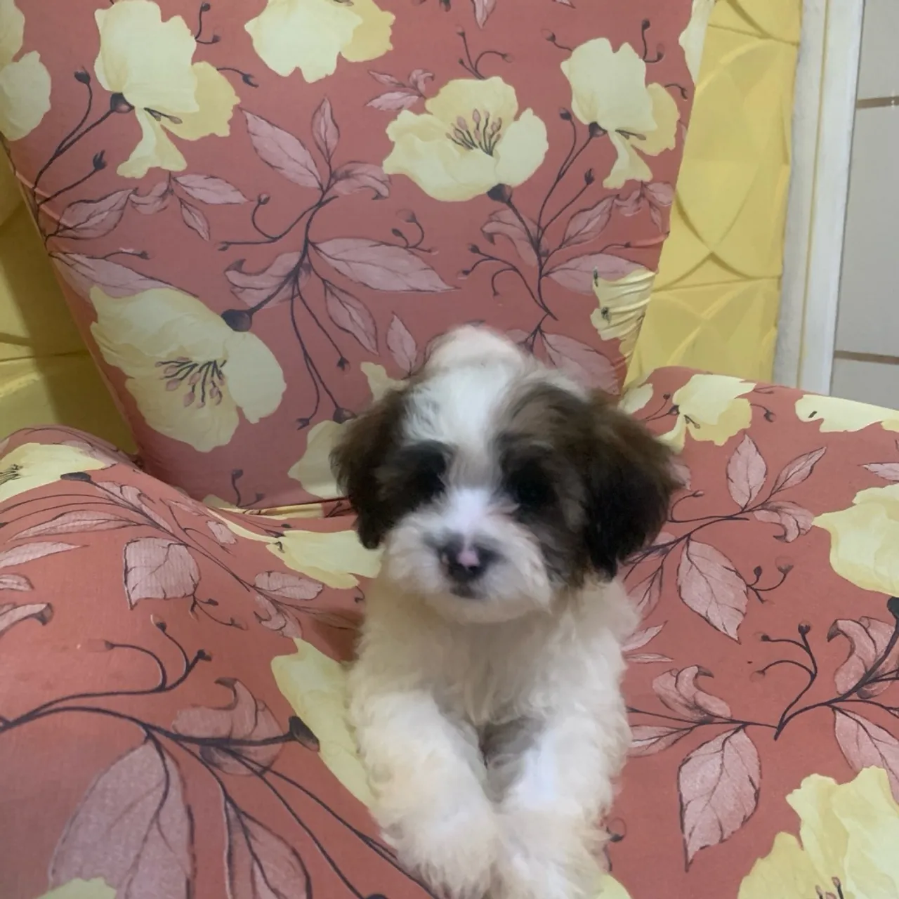 Filhote Shih Tzu Macho