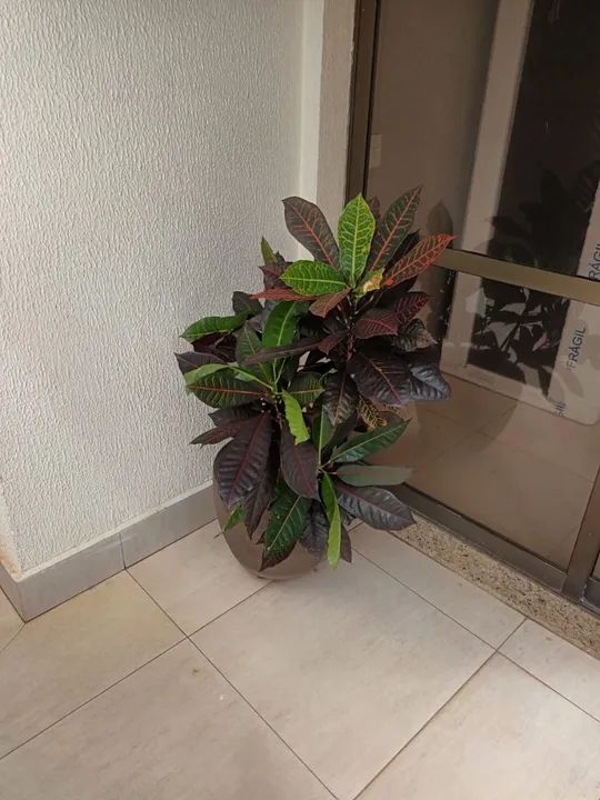 Planta Ornamental - Croton