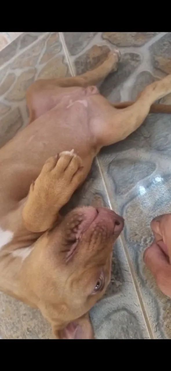 Pit monster fêmea pura - Foto 4