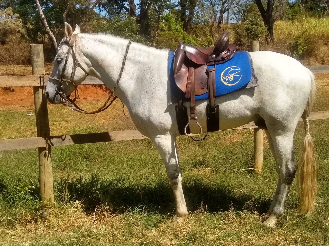 Cavalo Mangalarga Marchador