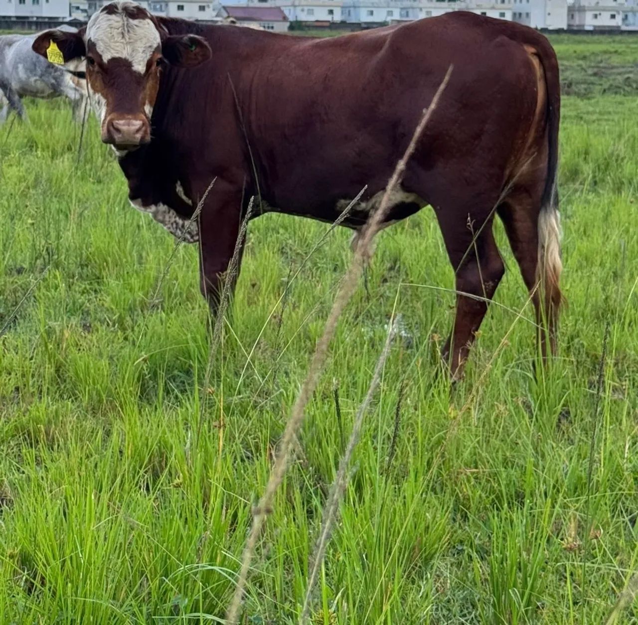 Vendo touro Braford - Foto 6