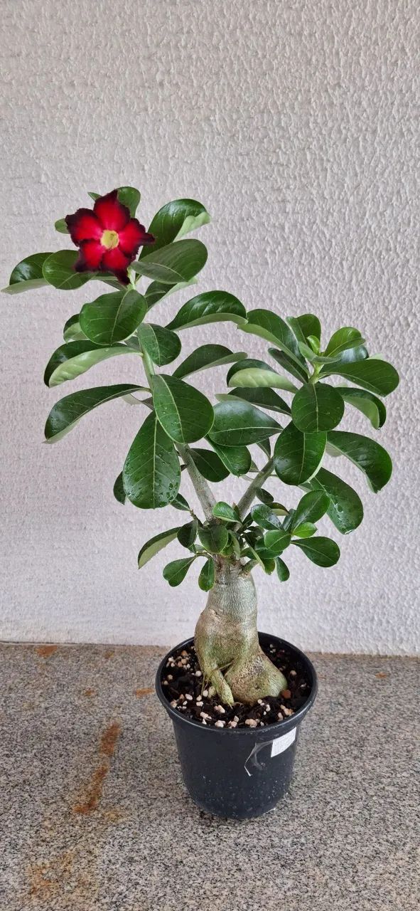 Muda de Rosa do Deserto - Foto 2