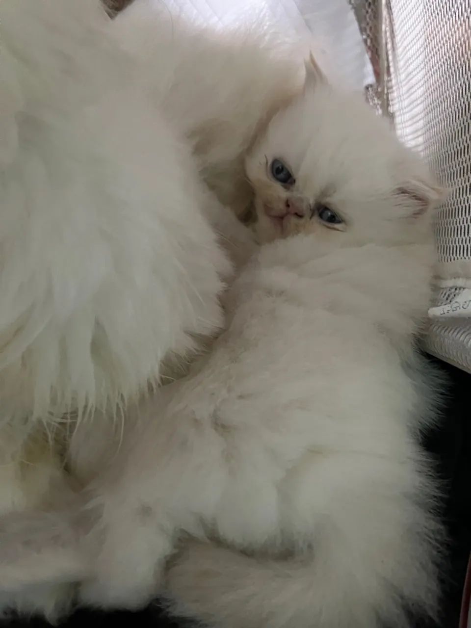 Gata persa fêmea filhote - Foto 6