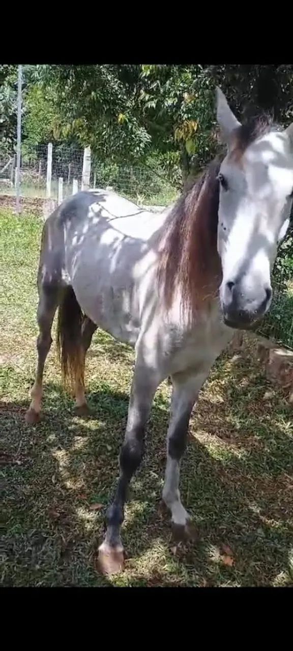 Vendo cavalo mangalarga domado de marcha trotiada fez 5 anos cavalo sem defeito  - Foto 4