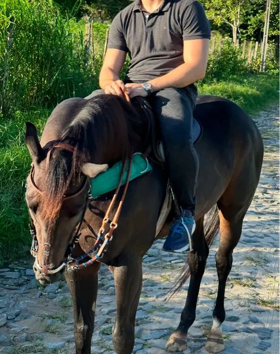 Cavalo Quarto de milha Puro Vaquejada  - Foto 2