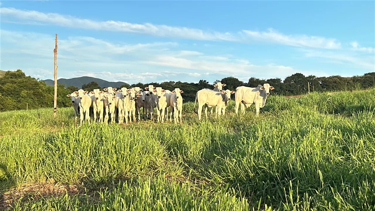20 novilhas nelore para venda!