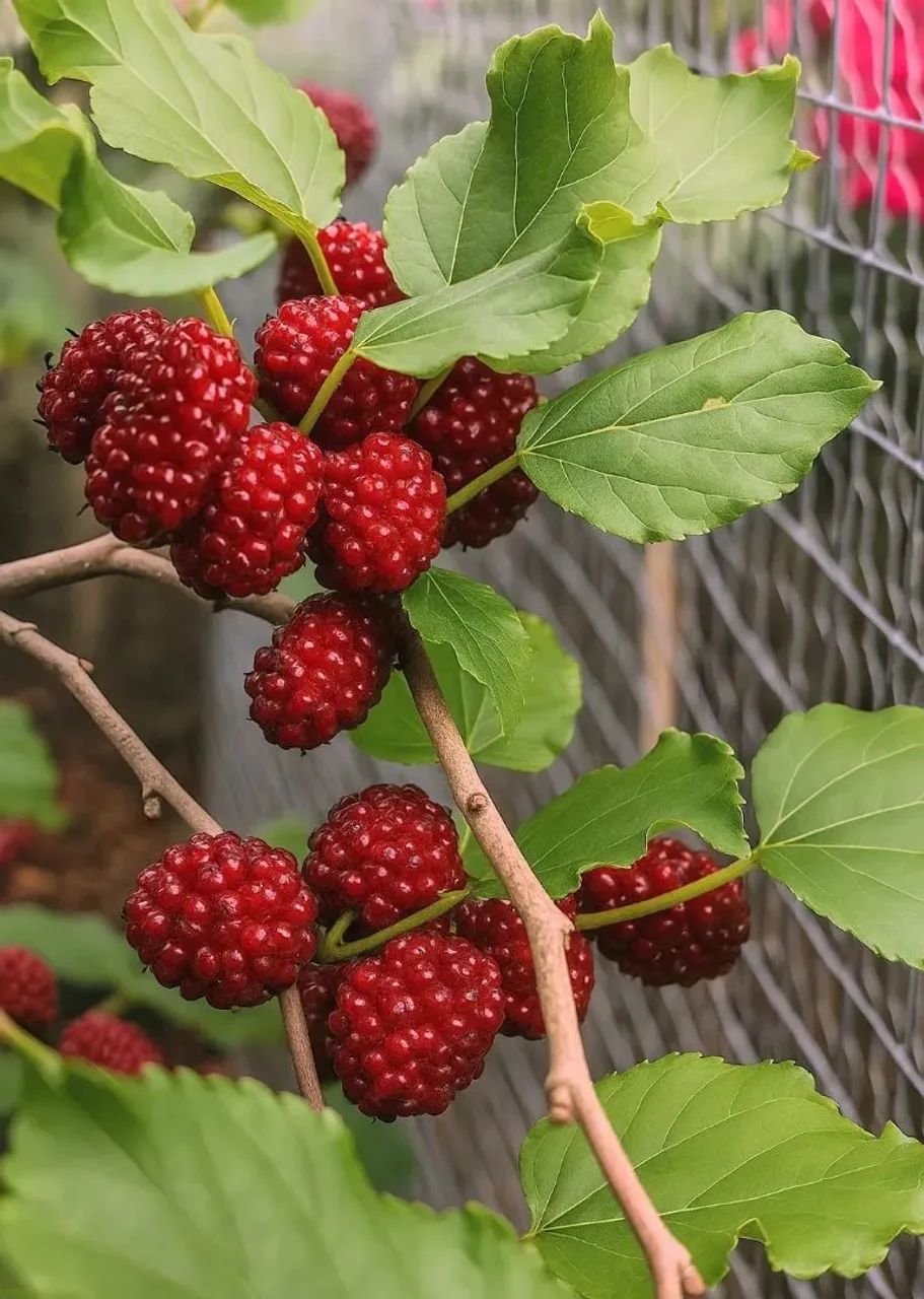 Mudas frutíferas produzindo em Criciúma-Sc - Foto 6