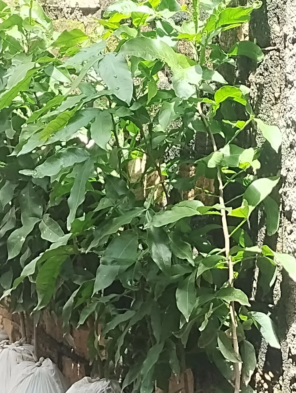 8 muda pitomba Verde, Para sair logo r$ 80 às 8.