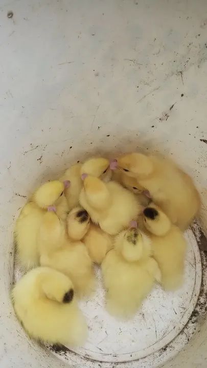 Filhotes de Patos Gigante Alemão  - Foto 3