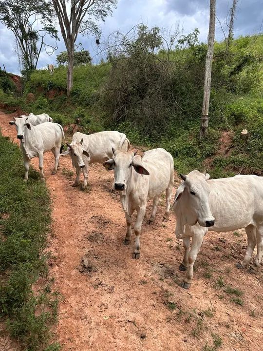 Vendo novilhas 