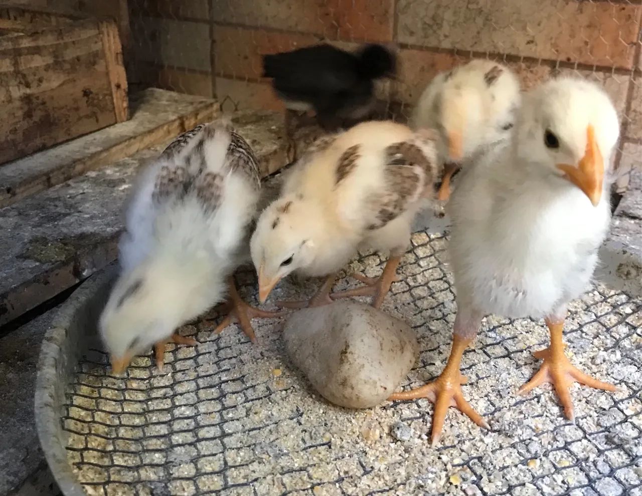 Pintinhos índio mestiço com caioira - Foto 6