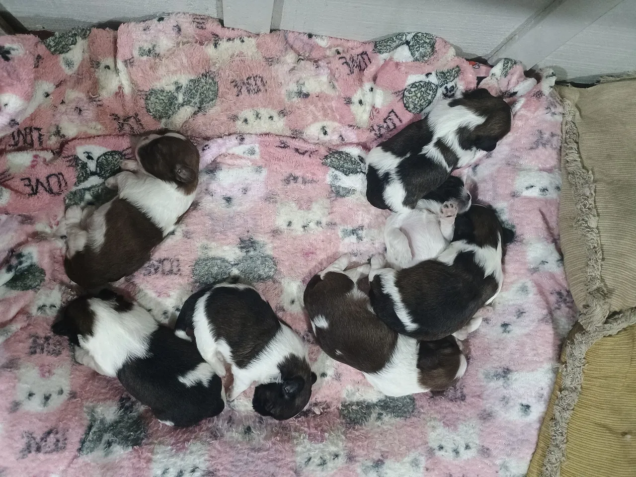 Filhotes Shih Tzu disponíveis para venda