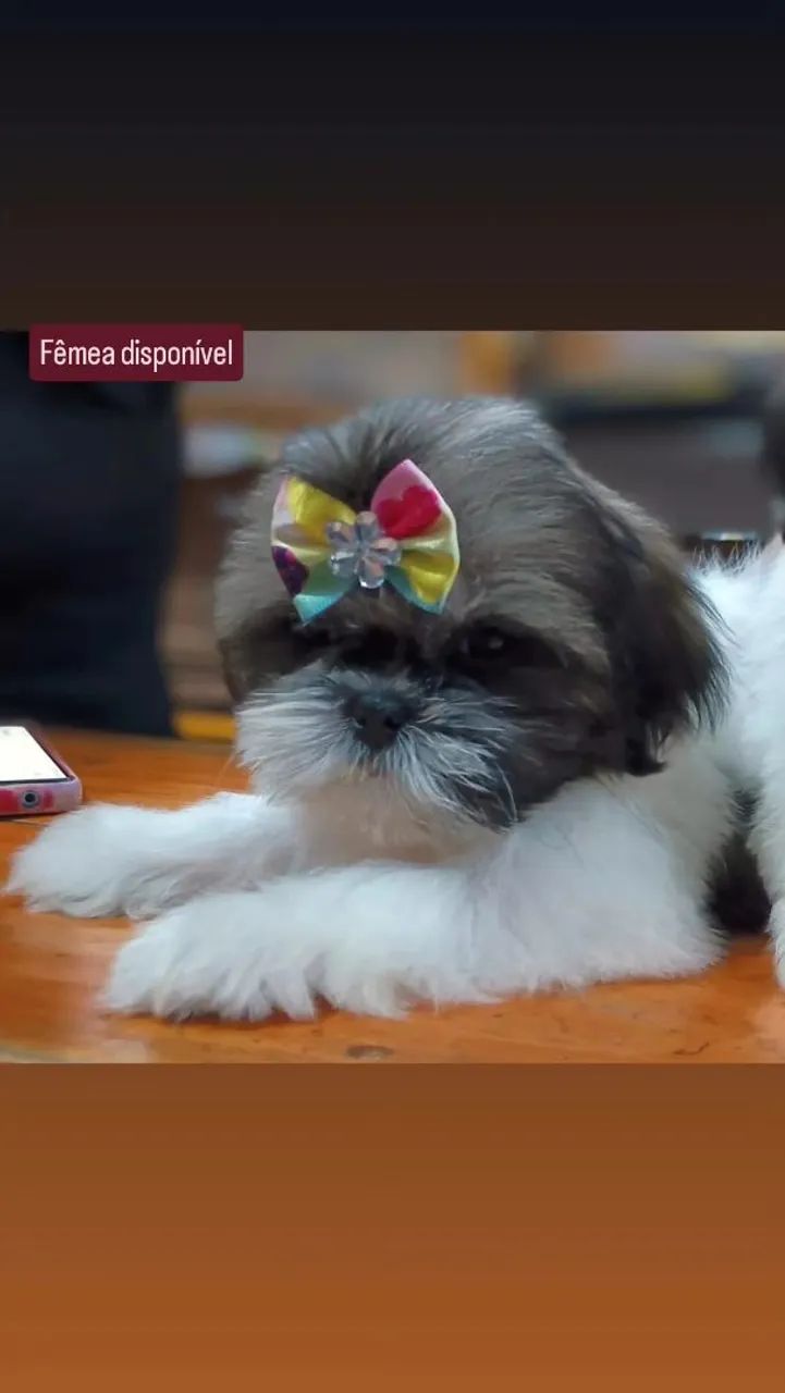 Filhote de Shih Tzu  - Foto 2