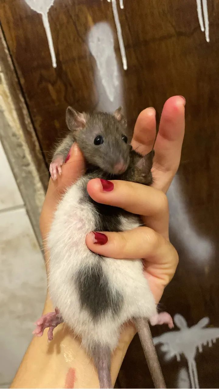 Rato Twister  - Foto 2