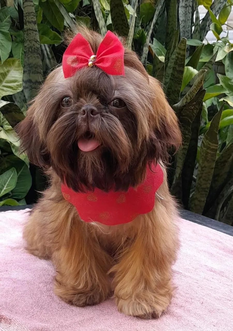 Shih Tzus Fofos Procurando Novo Lar - Foto 5