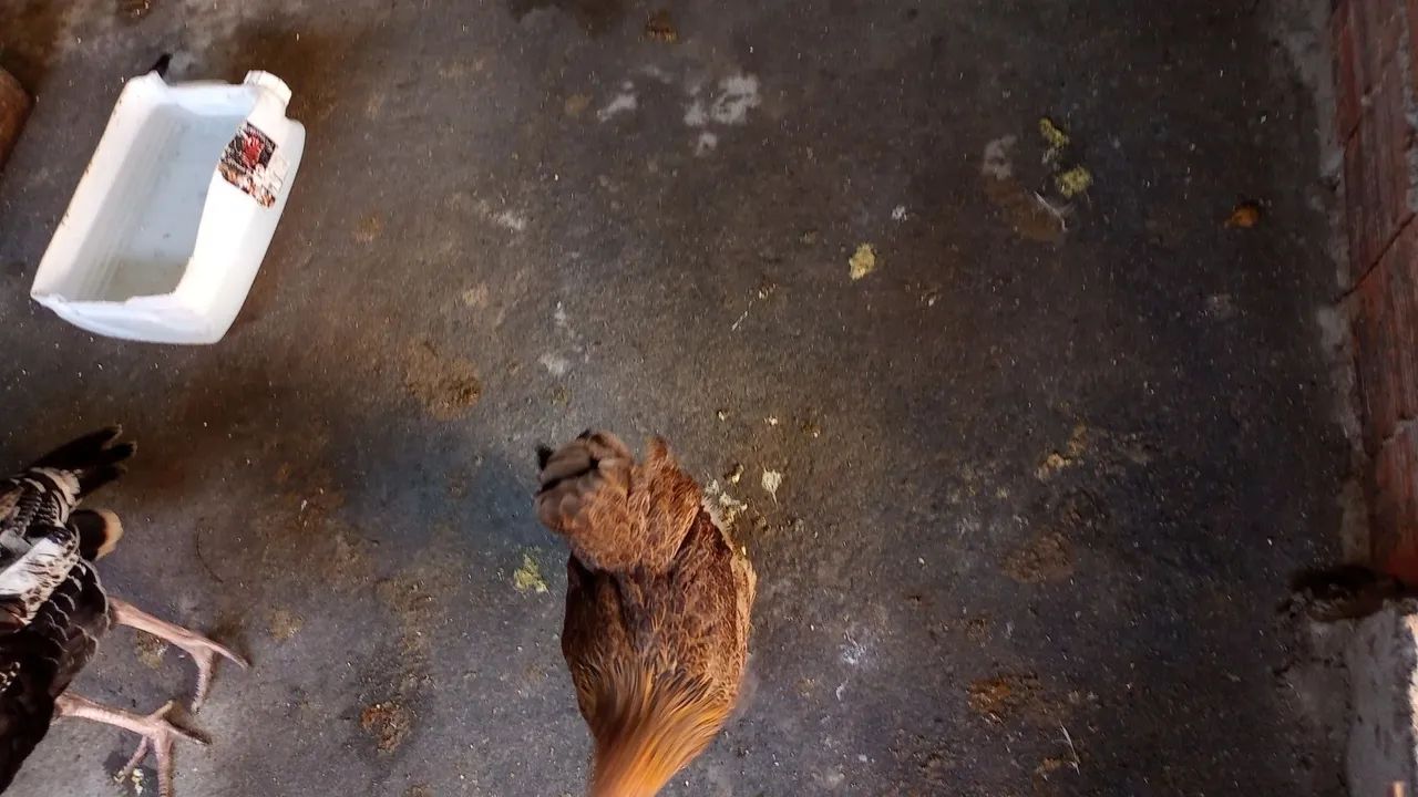 Vendo galinha, frango, ganize 