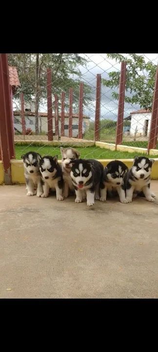 HUSKY SIBERIANOS  - Foto 5