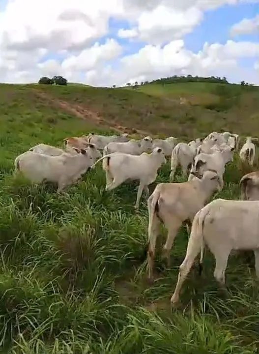 32 bezerras nelore.   280@ - Foto 5