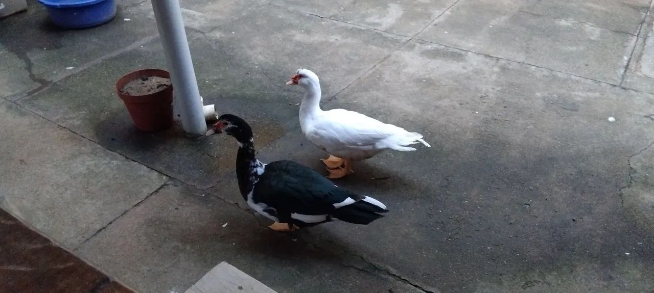 Patos a venda - Foto 2