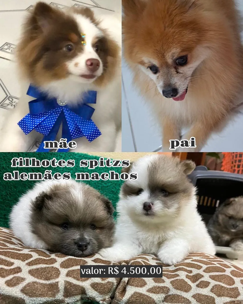 Filhotes Spitz Alemão Machos - R$4.500,00