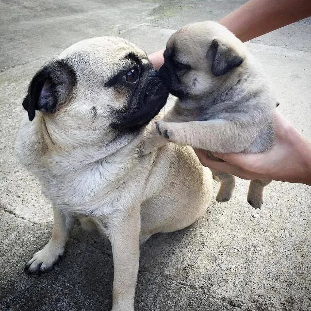 Filhote de Pug raça adorável 