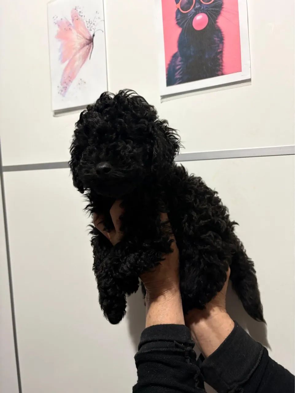 Poodle Black Macho 