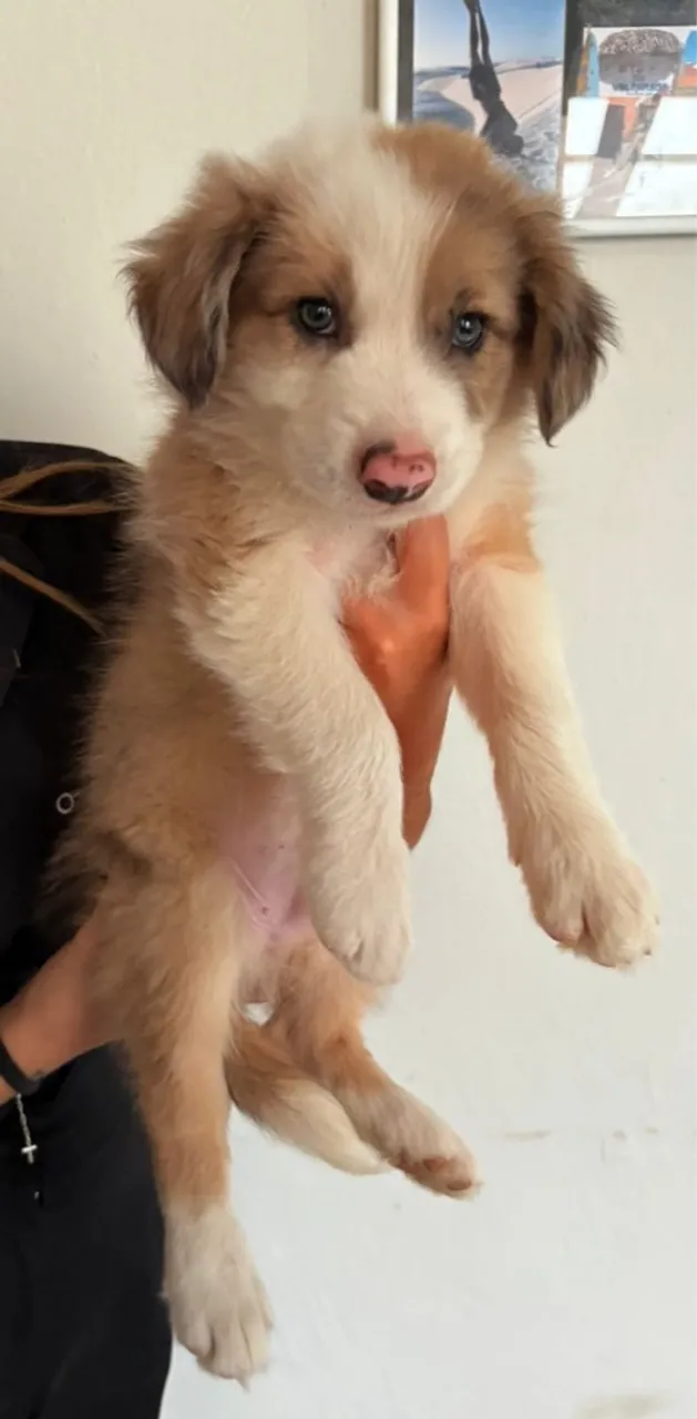 Filhote de Border Collie macho Sable Azul