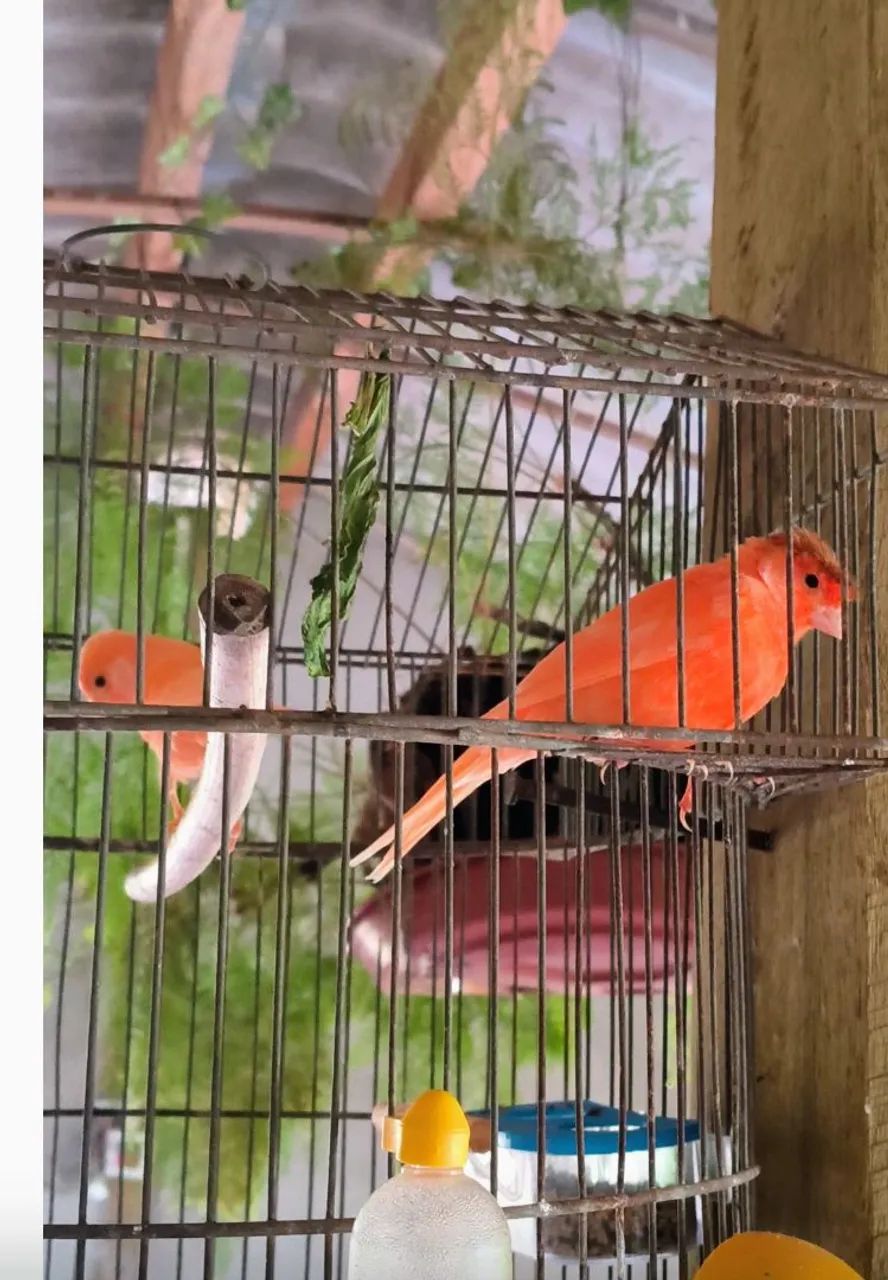 Disponíveis  - Foto 4