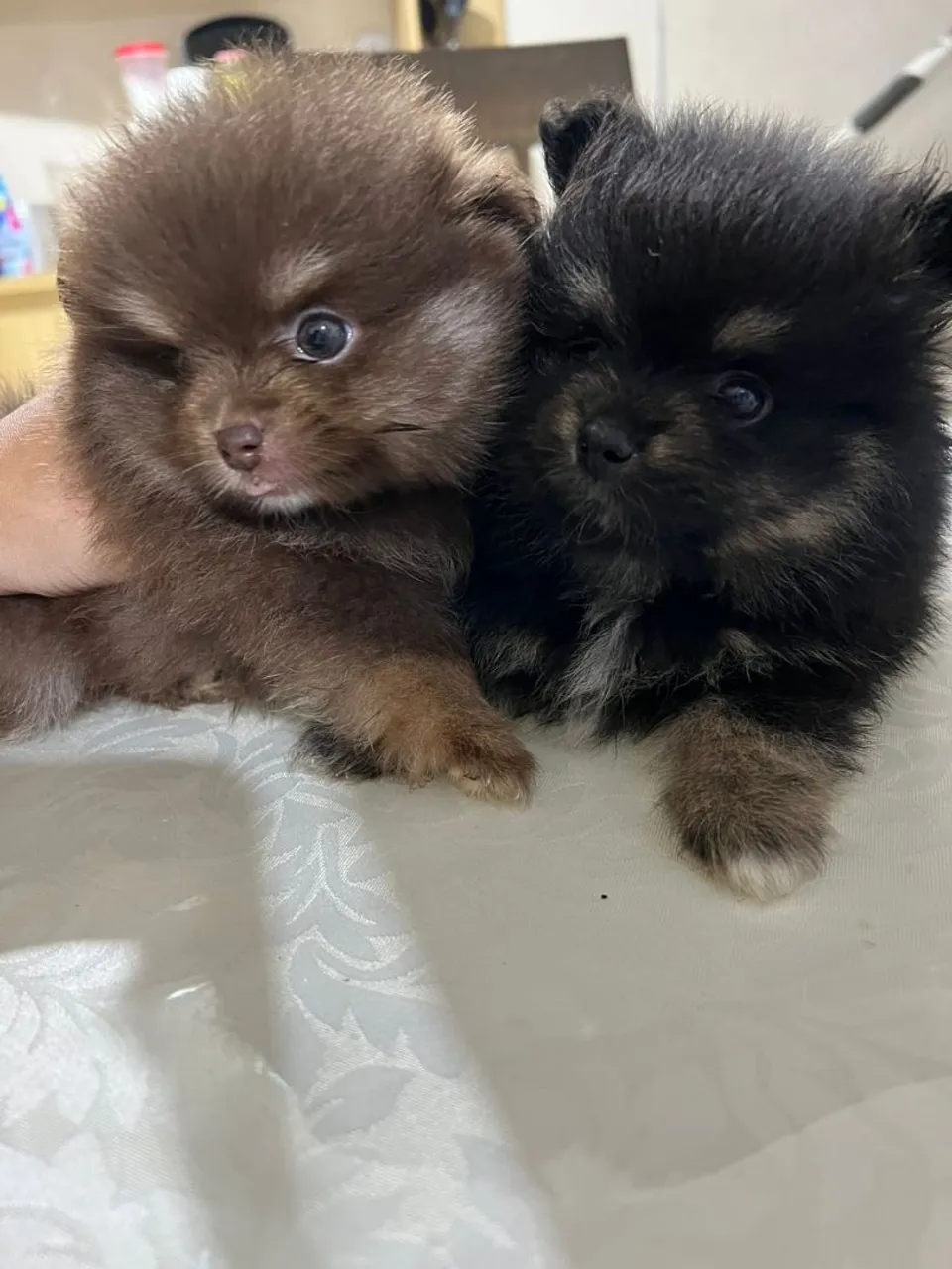 Lulu da pomerania ursinho fêmea chocolate macho Black tan