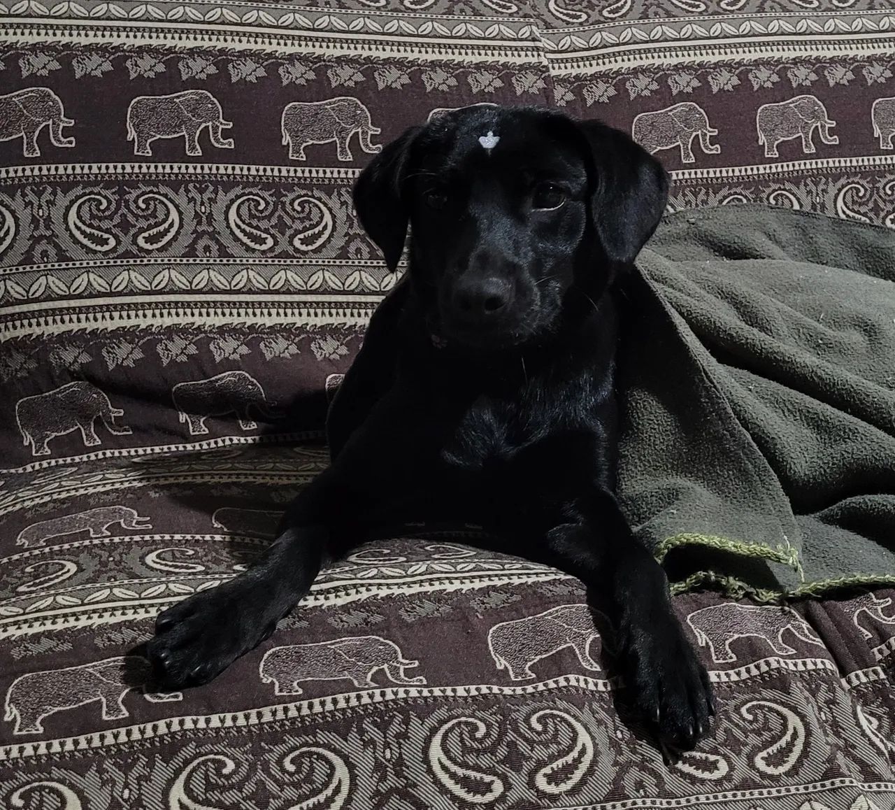 NEGÃO DISPONÍVEL PARA ADOÇÃO RESPONSÁVEL - Foto 4