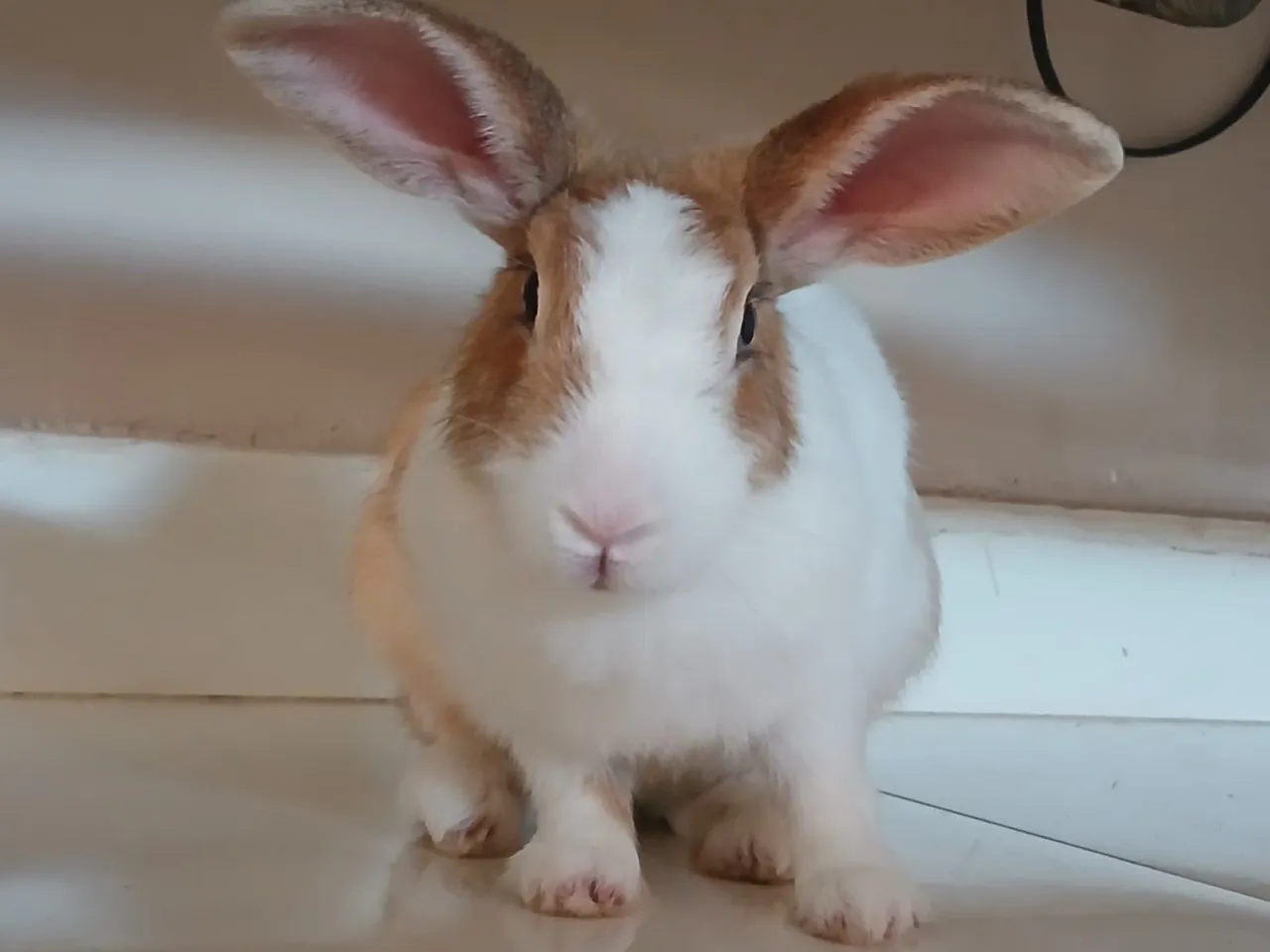 Coelhos 